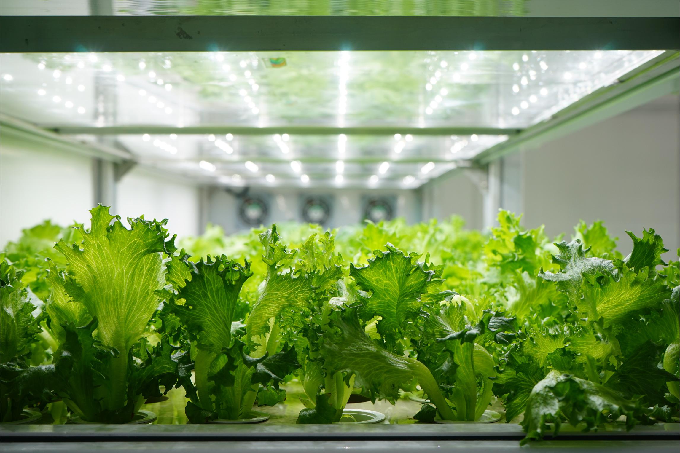 Lettuces grown with hydroponics